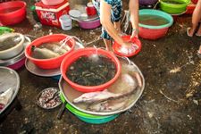 Cần Thơ fish market